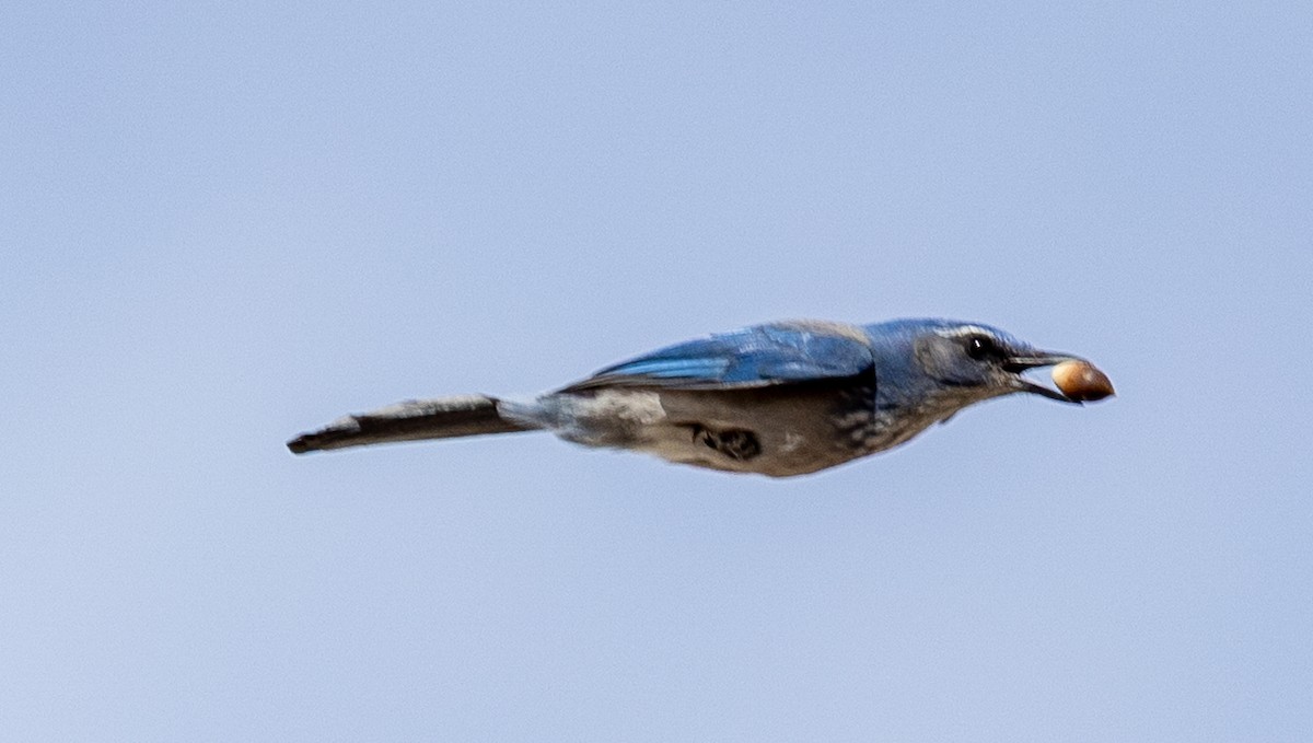 Woodhouse's Scrub-Jay - ML645504046