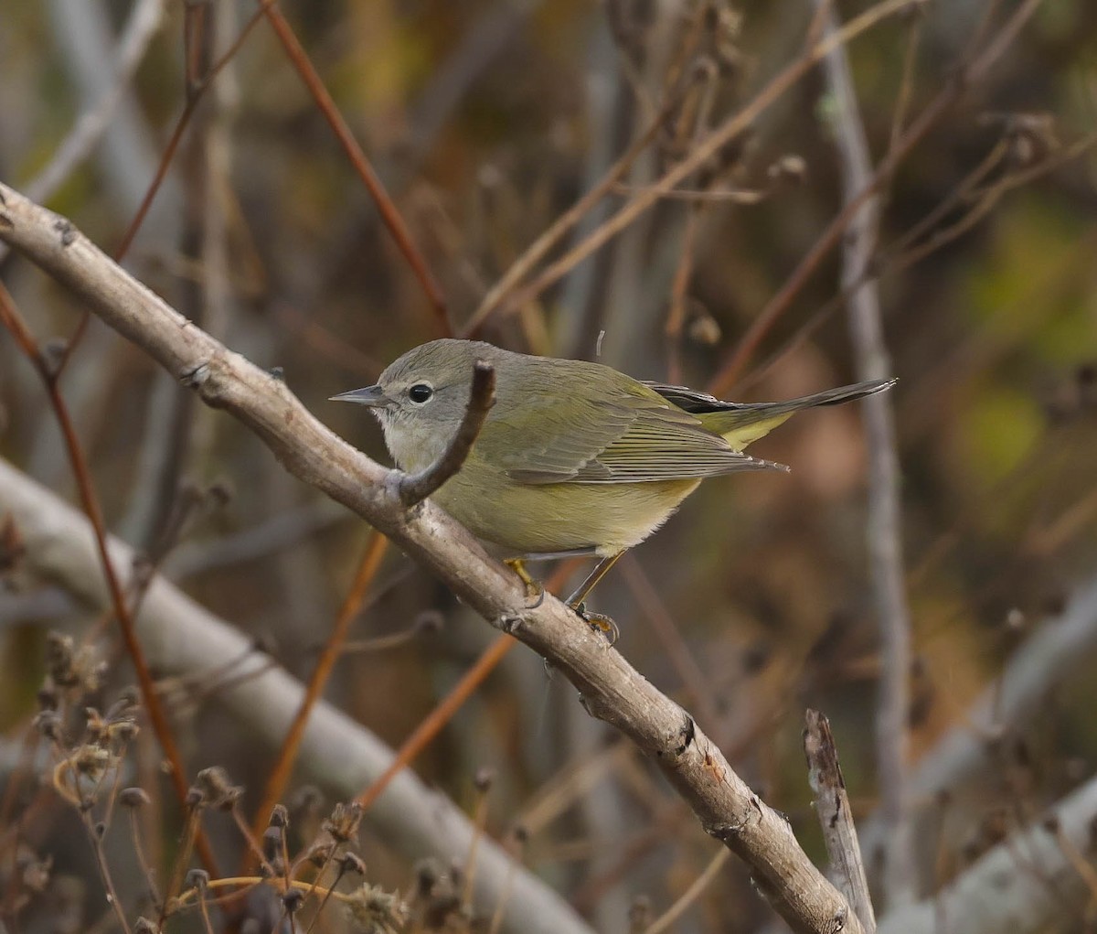 Orange-crowned Warbler - ML645504049