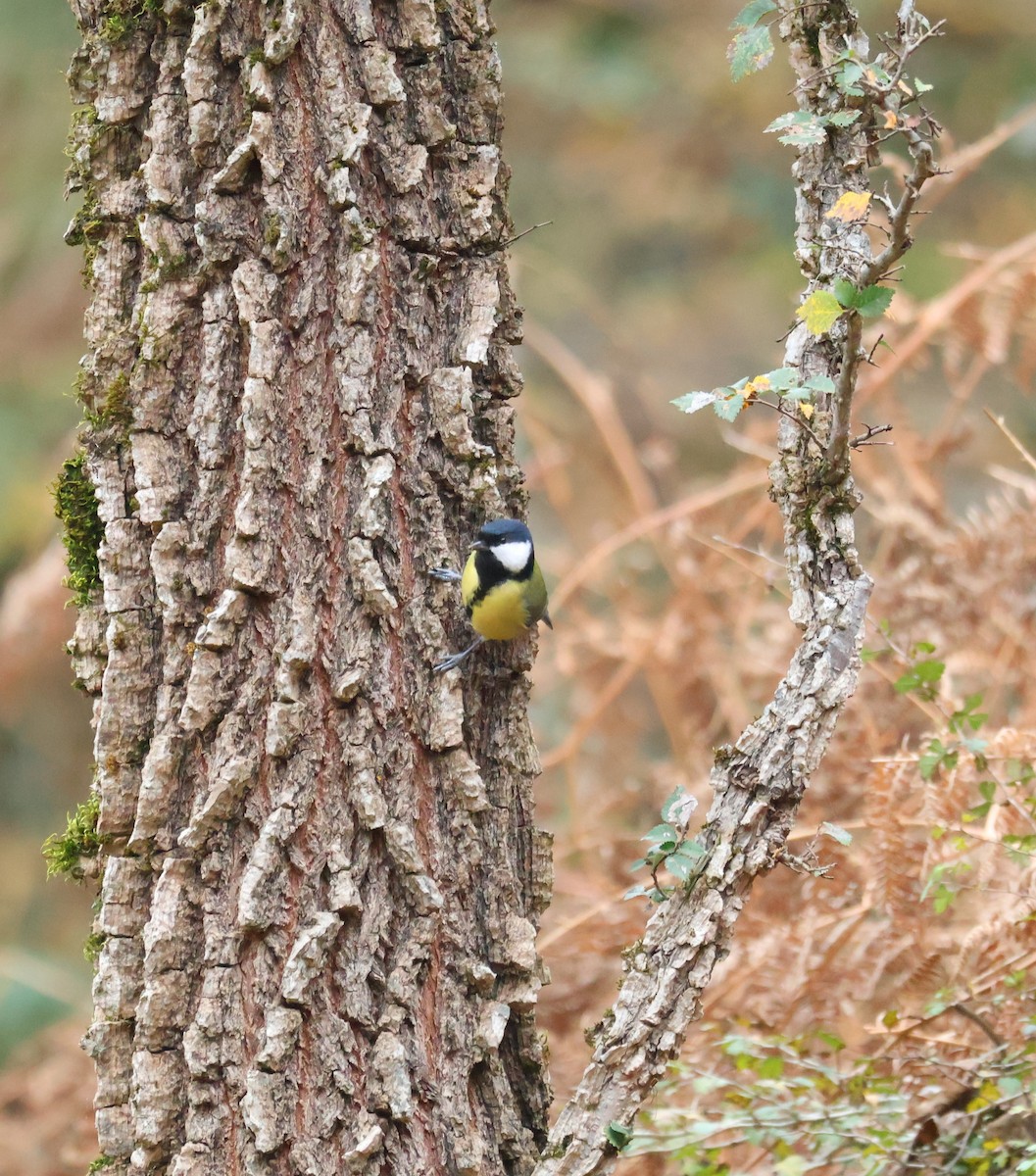 Great Tit - ML645504050