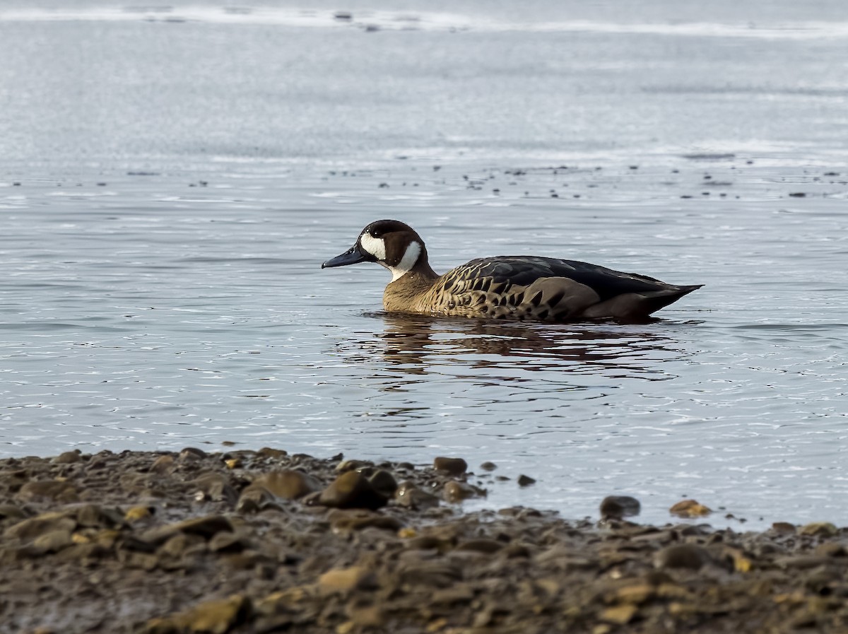 kachna bronzovokřídlá - ML645504059