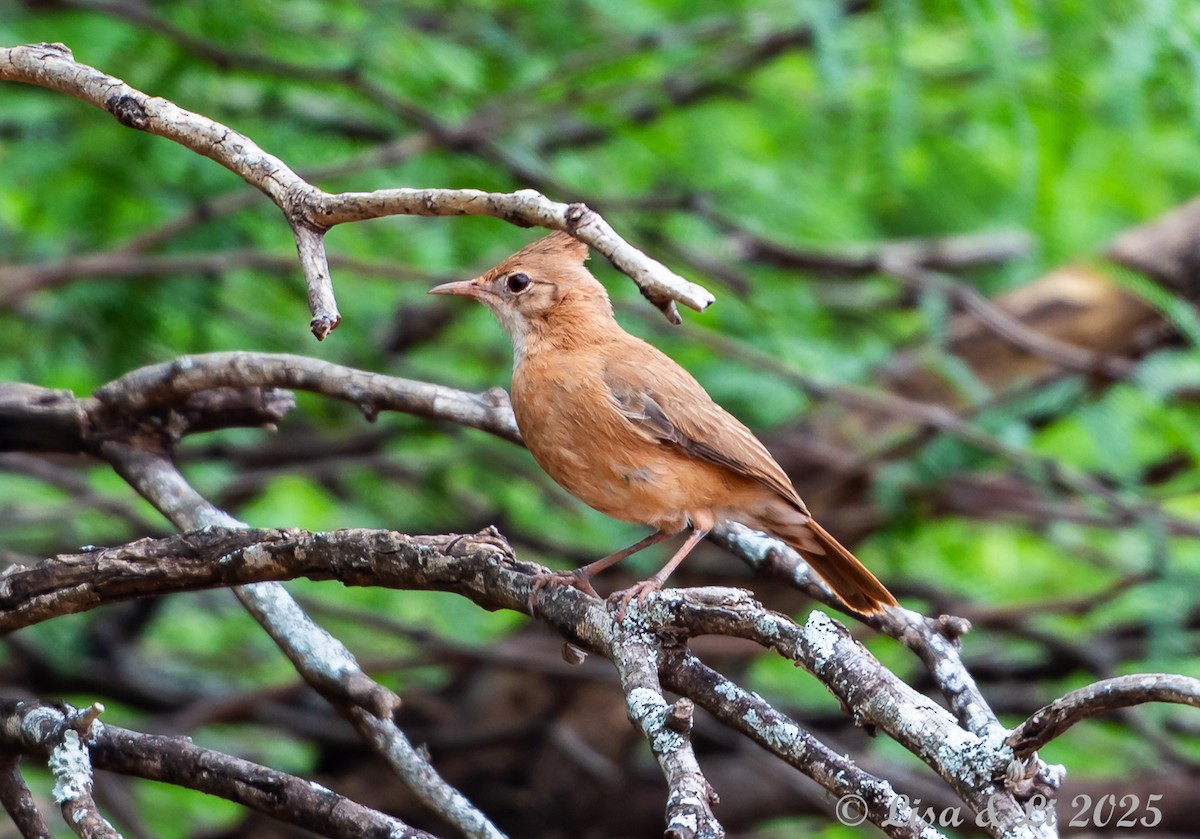 Crested Hornero - ML645504061