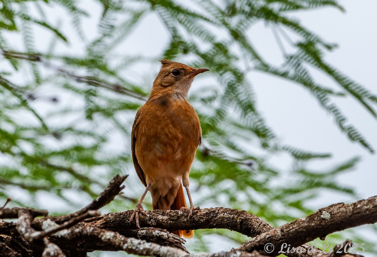 Crested Hornero - ML645504062