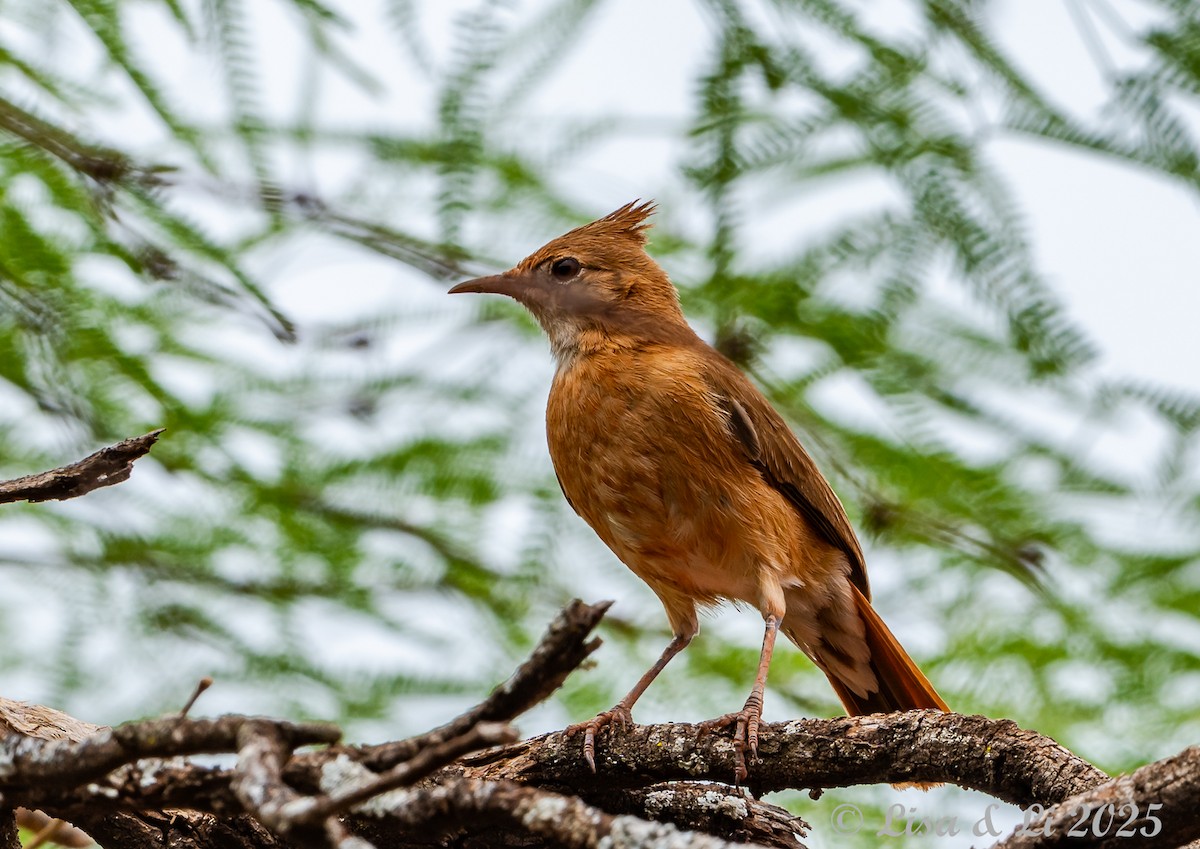 Crested Hornero - ML645504063