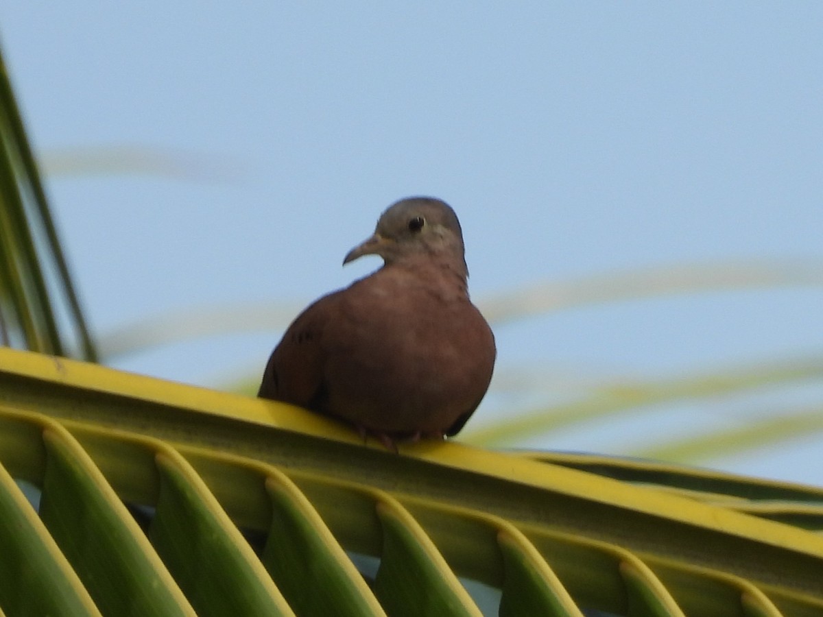 Ruddy Ground Dove - ML645504065