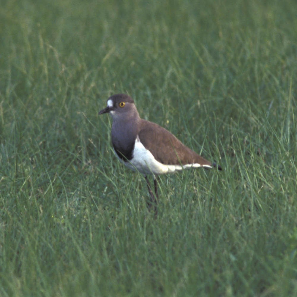 Senegal Lapwing - ML645504067