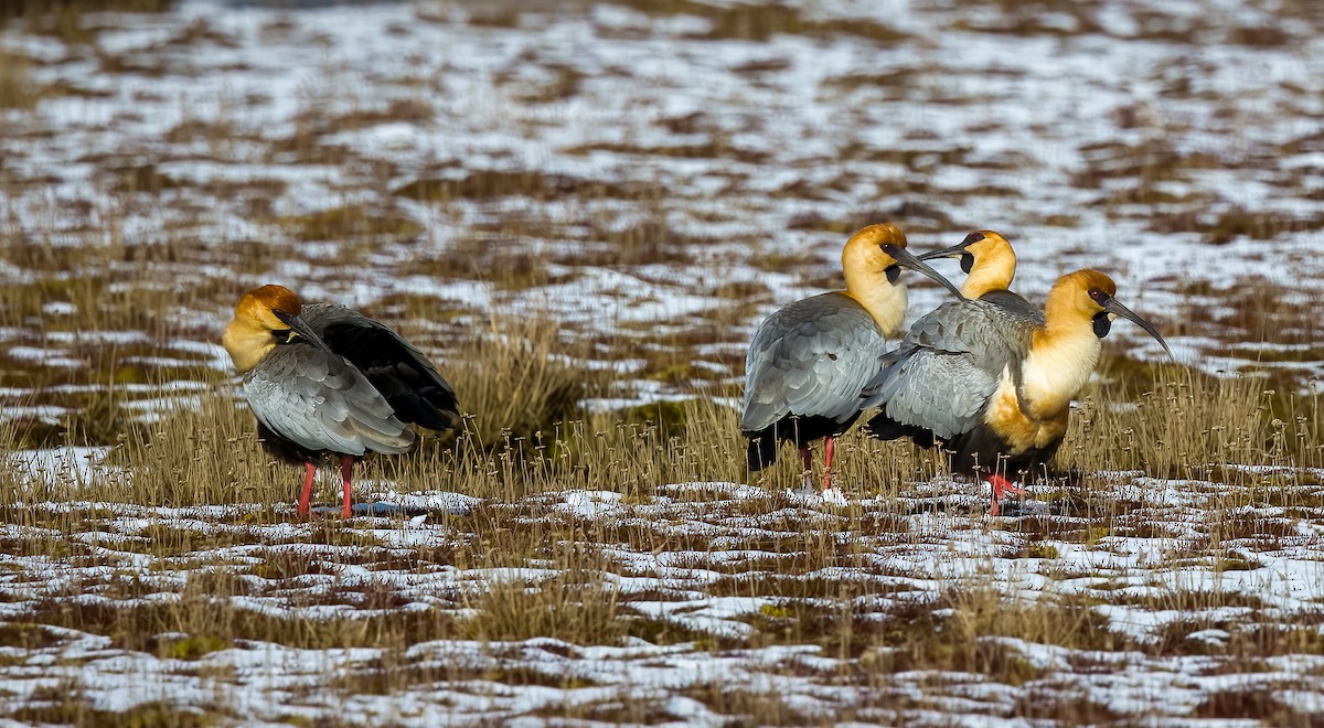 Black-faced Ibis - ML645504072