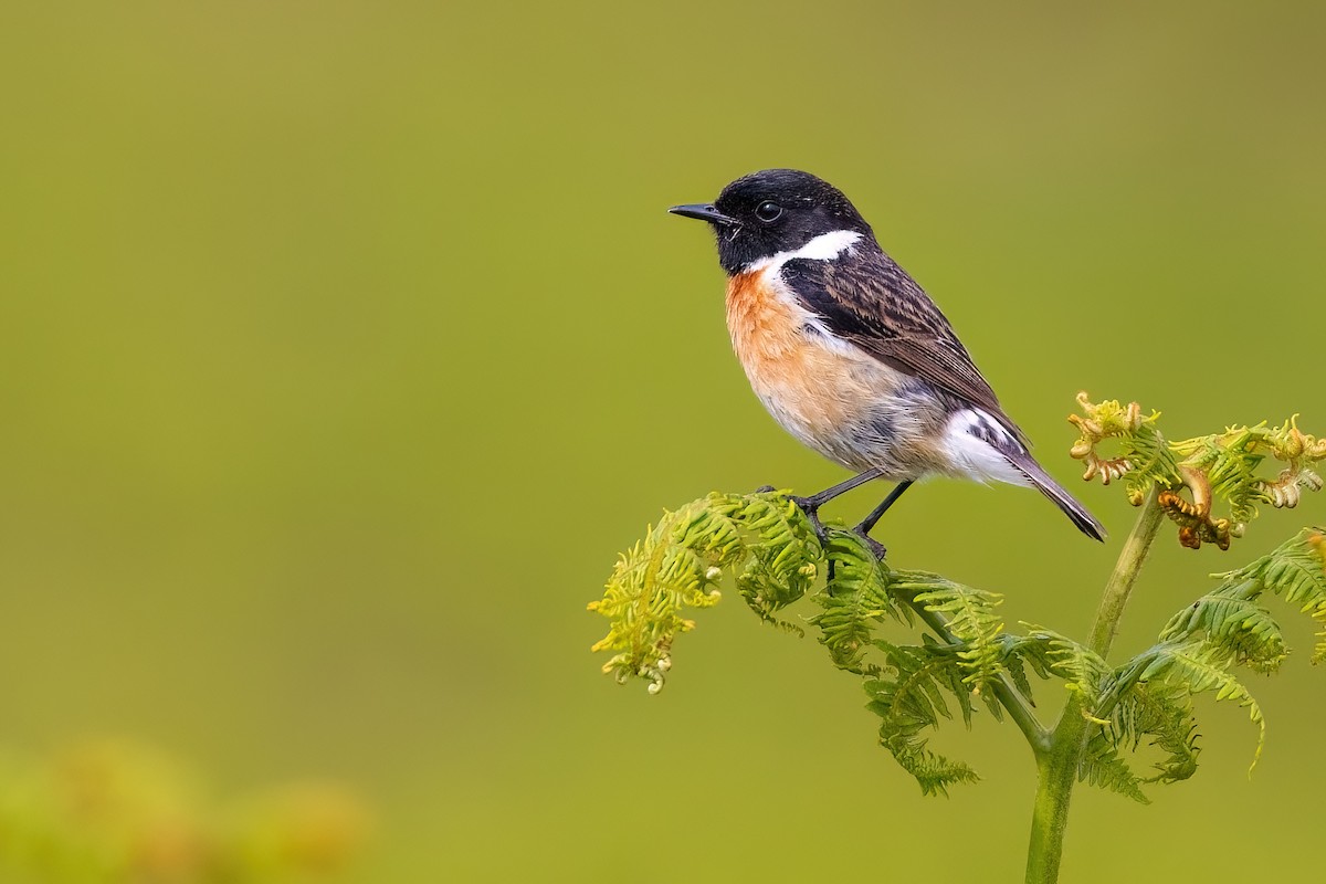 European Stonechat - ML645504087