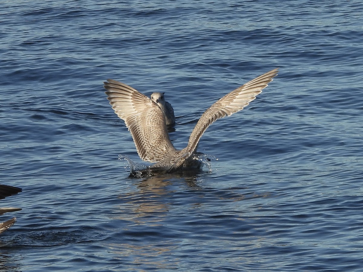Iceland Gull (Thayer's) - ML645504103