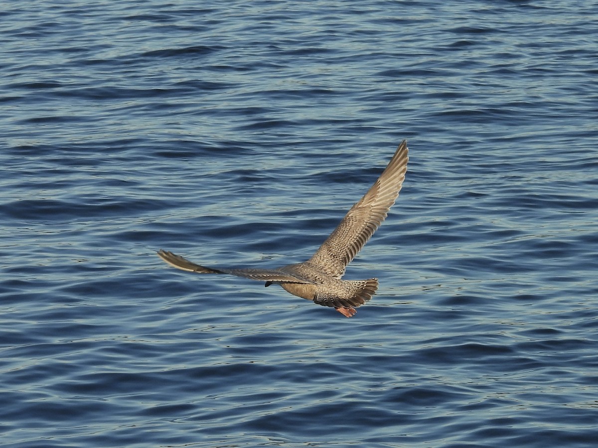 Iceland Gull (Thayer's) - ML645504104