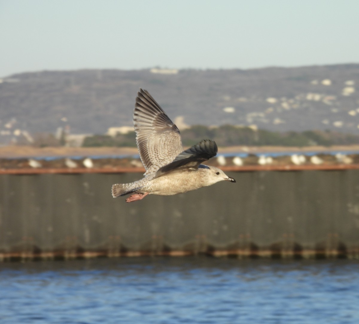 Iceland Gull (Thayer's) - ML645504105