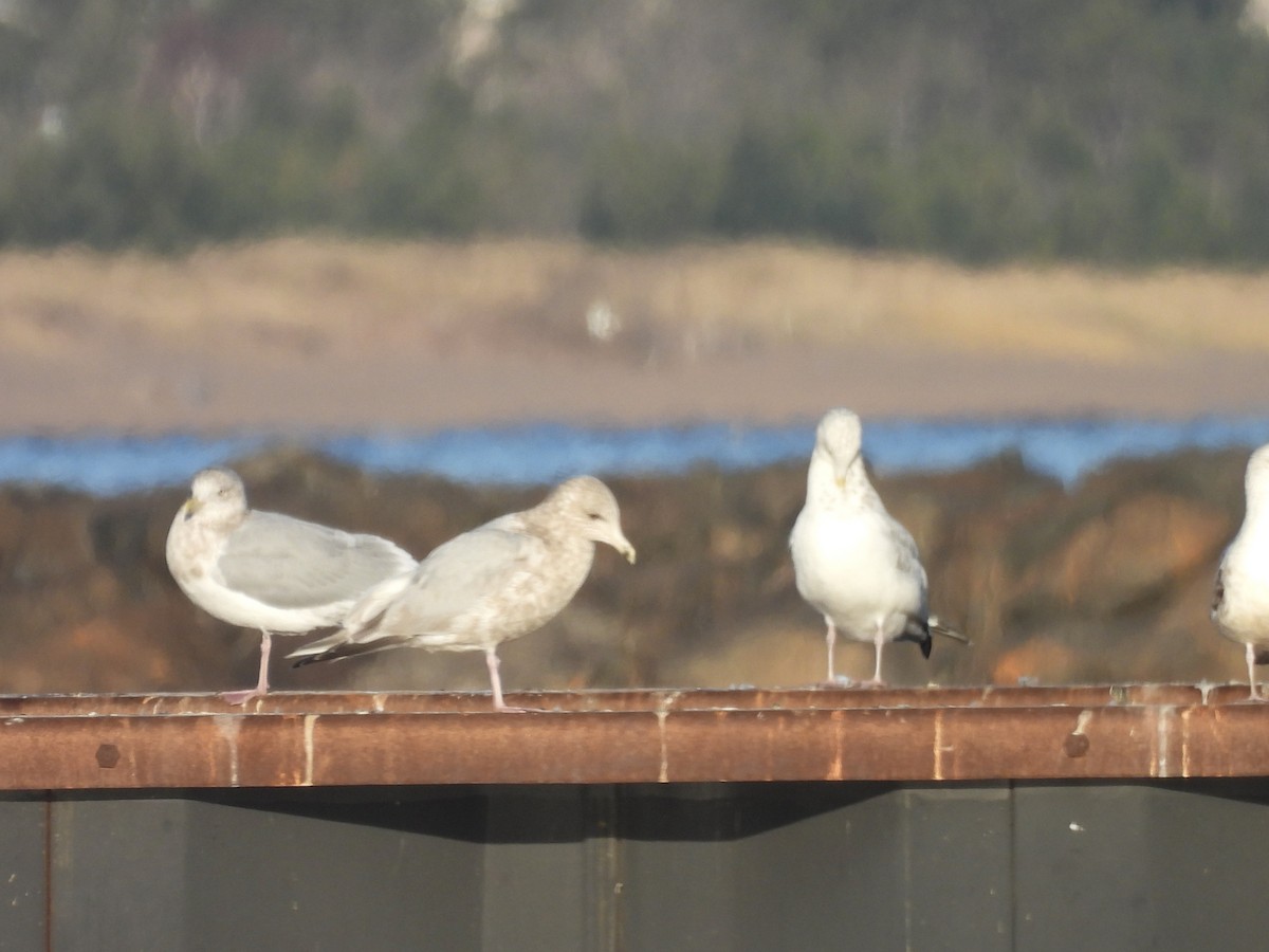 Iceland Gull (Thayer's) - ML645504106