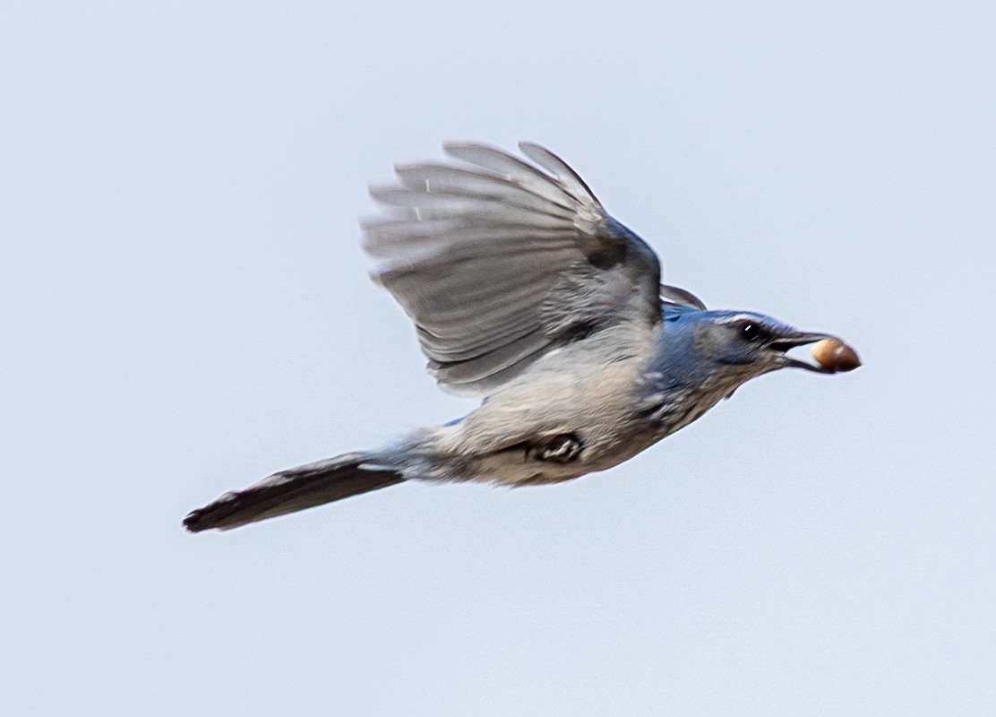 Woodhouse's Scrub-Jay - ML645504109