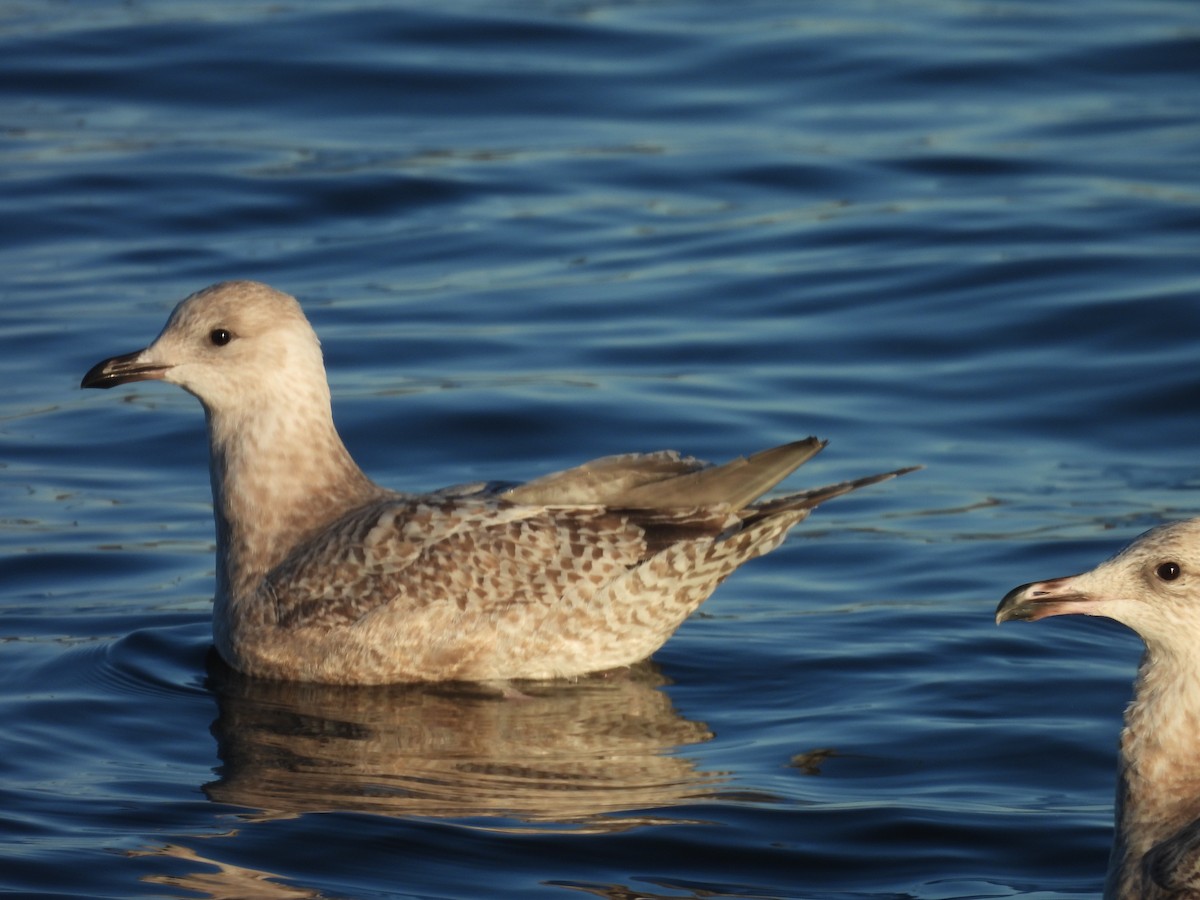 Iceland Gull (Thayer's) - ML645504110