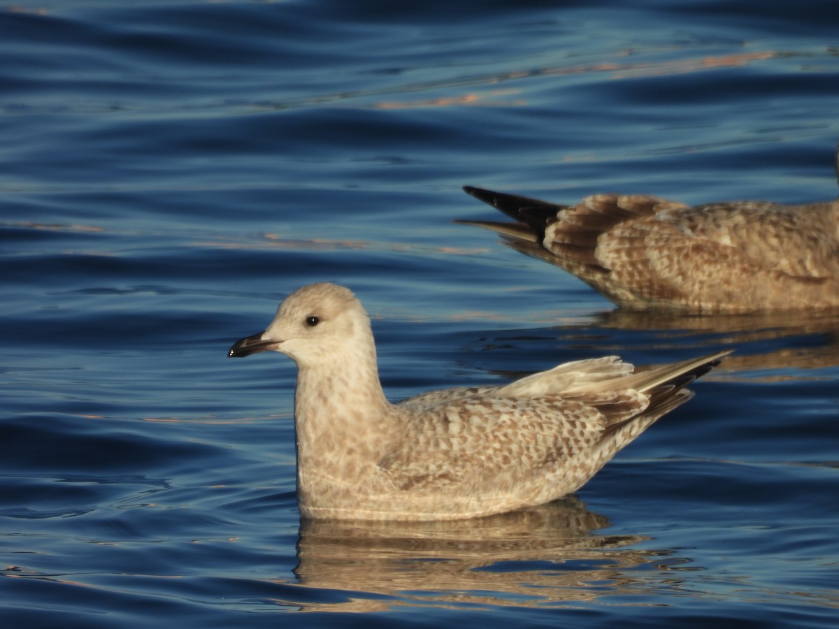 Iceland Gull (Thayer's) - ML645504111