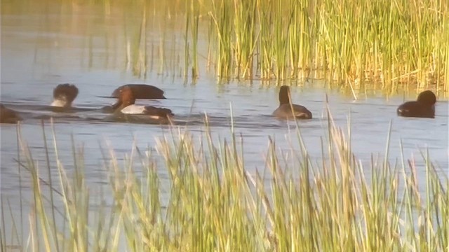 Amerika Elmabaşı - ML645504121