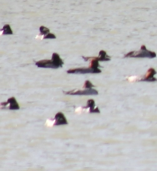 鵲鴨 - ML645504136