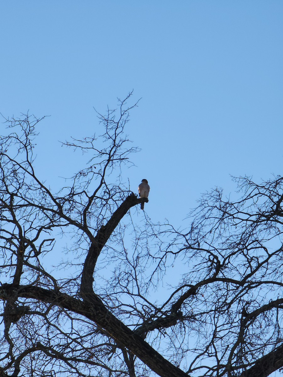Cooper's Hawk - ML645504143