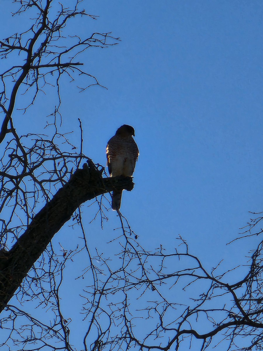 Cooper's Hawk - ML645504144