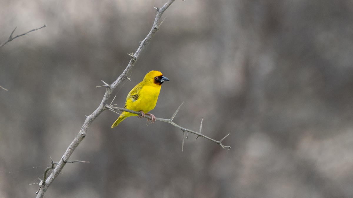 Иволговый ткач - ML645504155