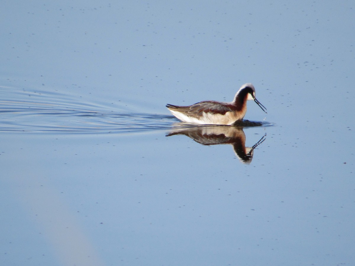 lyskonoh dlouhozobý - ML645504157