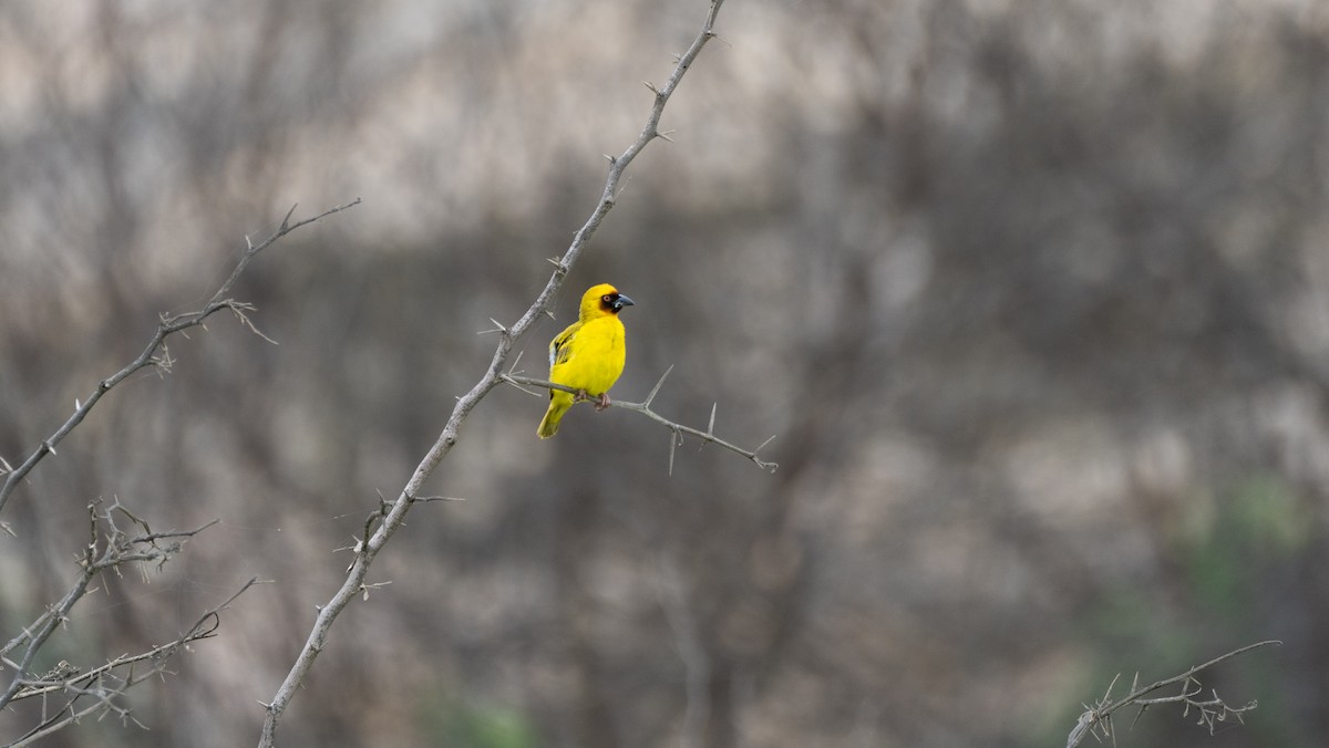 Иволговый ткач - ML645504158