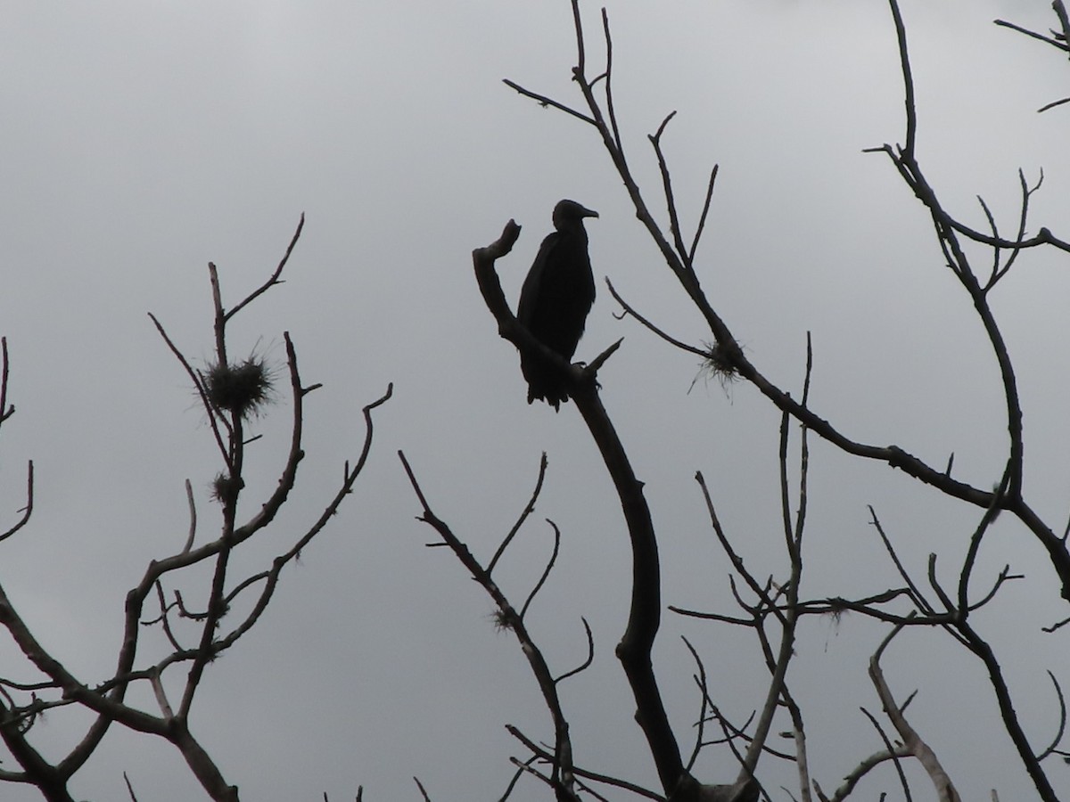 Black Vulture - ML645504160