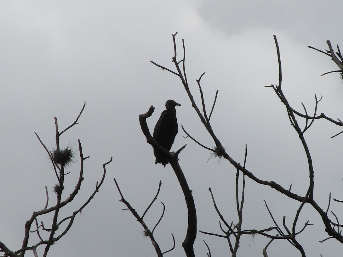 Black Vulture - ML645504161