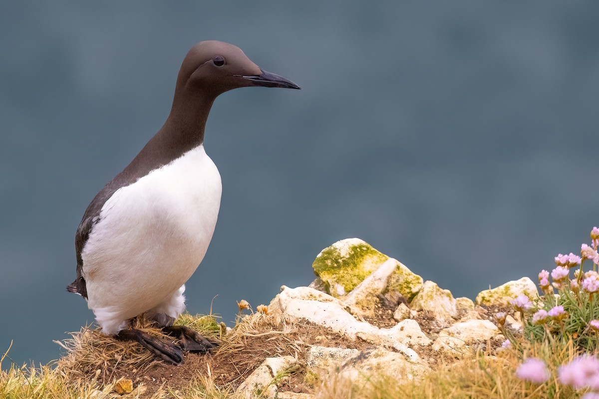 Common Murre - ML645504164
