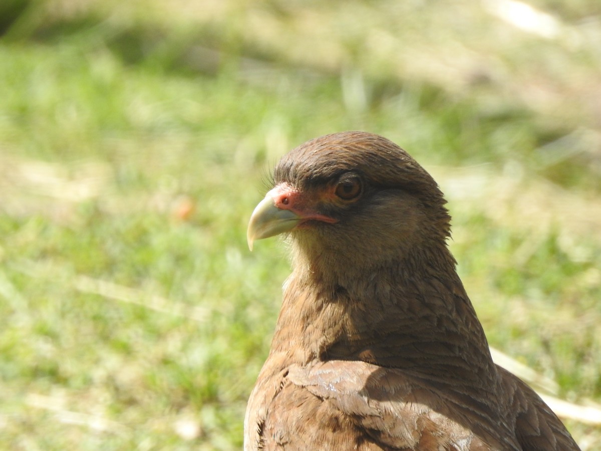 Chimango Caracara - ML645504167
