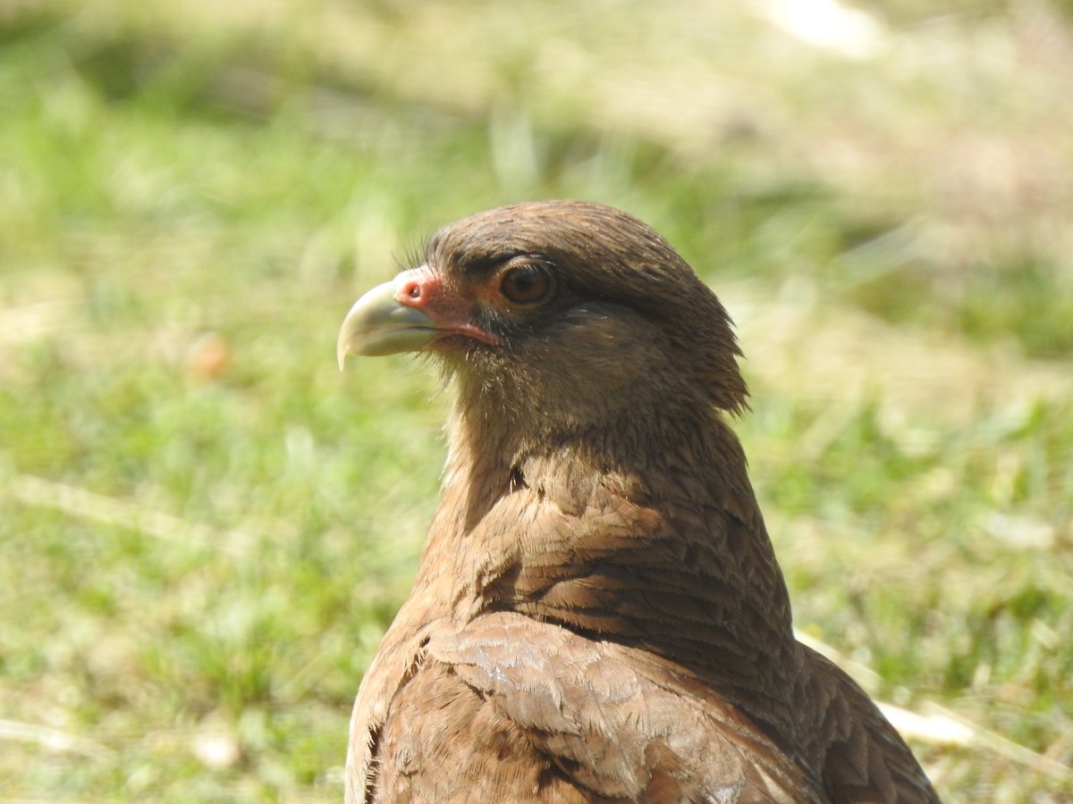 Chimango Caracara - ML645504168