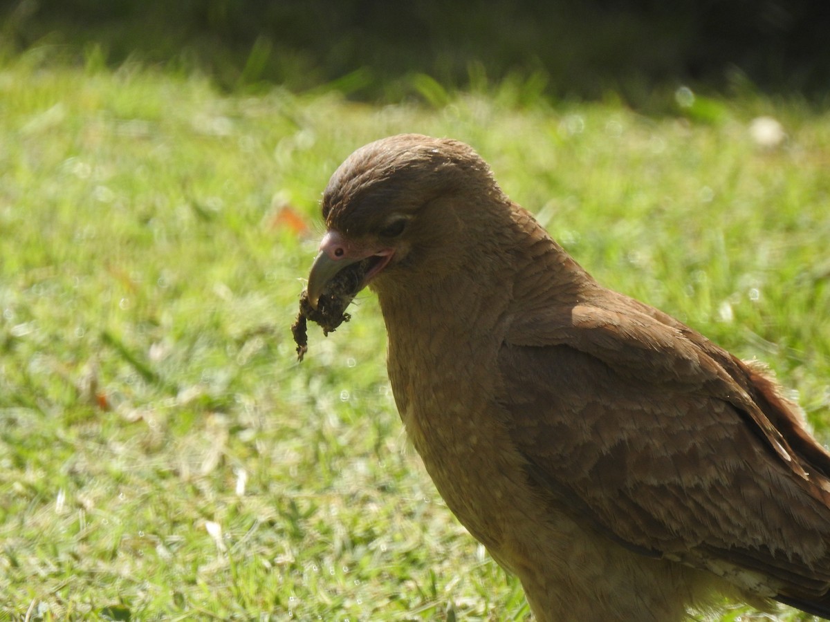 Chimango Caracara - ML645504169