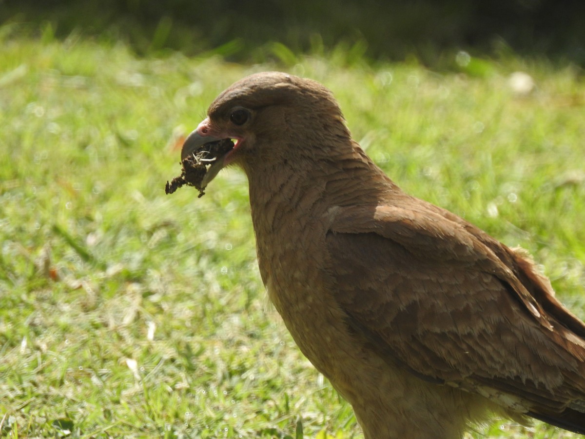 Chimango Caracara - ML645504170