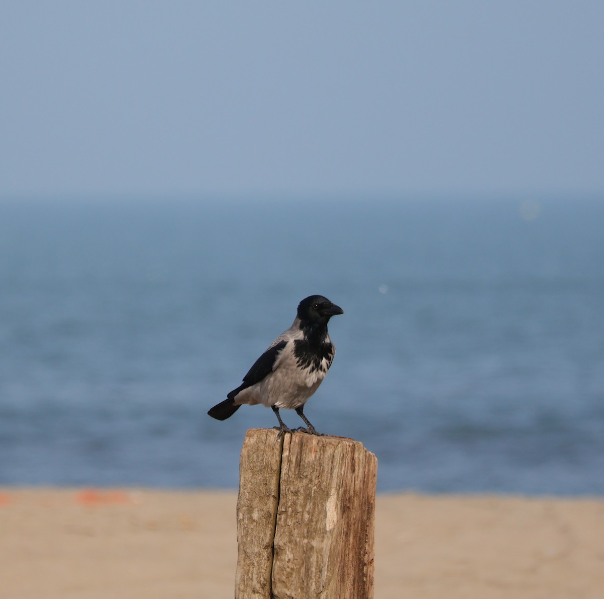 Hooded Crow - ML645504172
