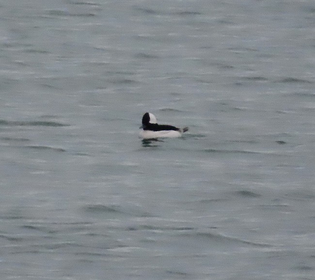 Bufflehead - ML645504174