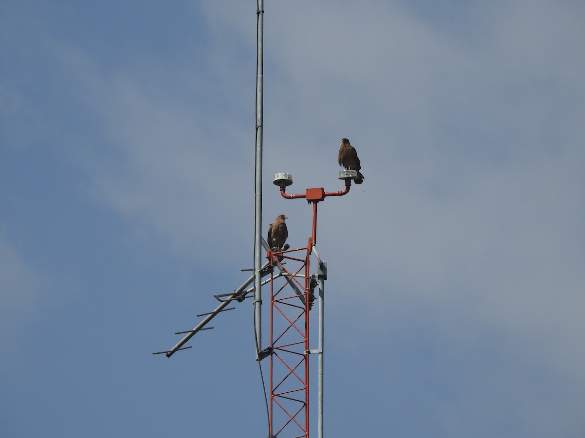 Chimango Caracara - ML645504175