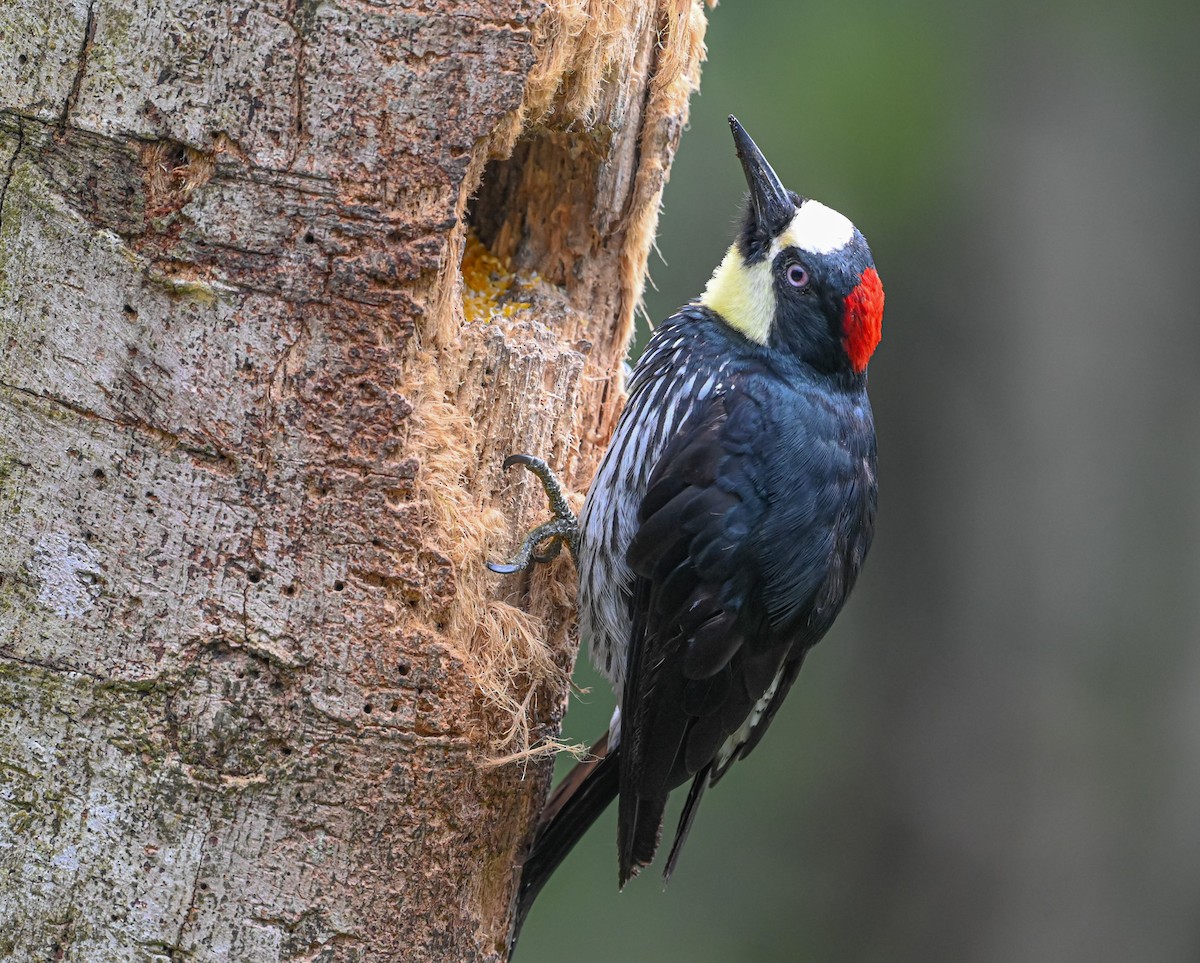 Acorn Woodpecker - ML645504176
