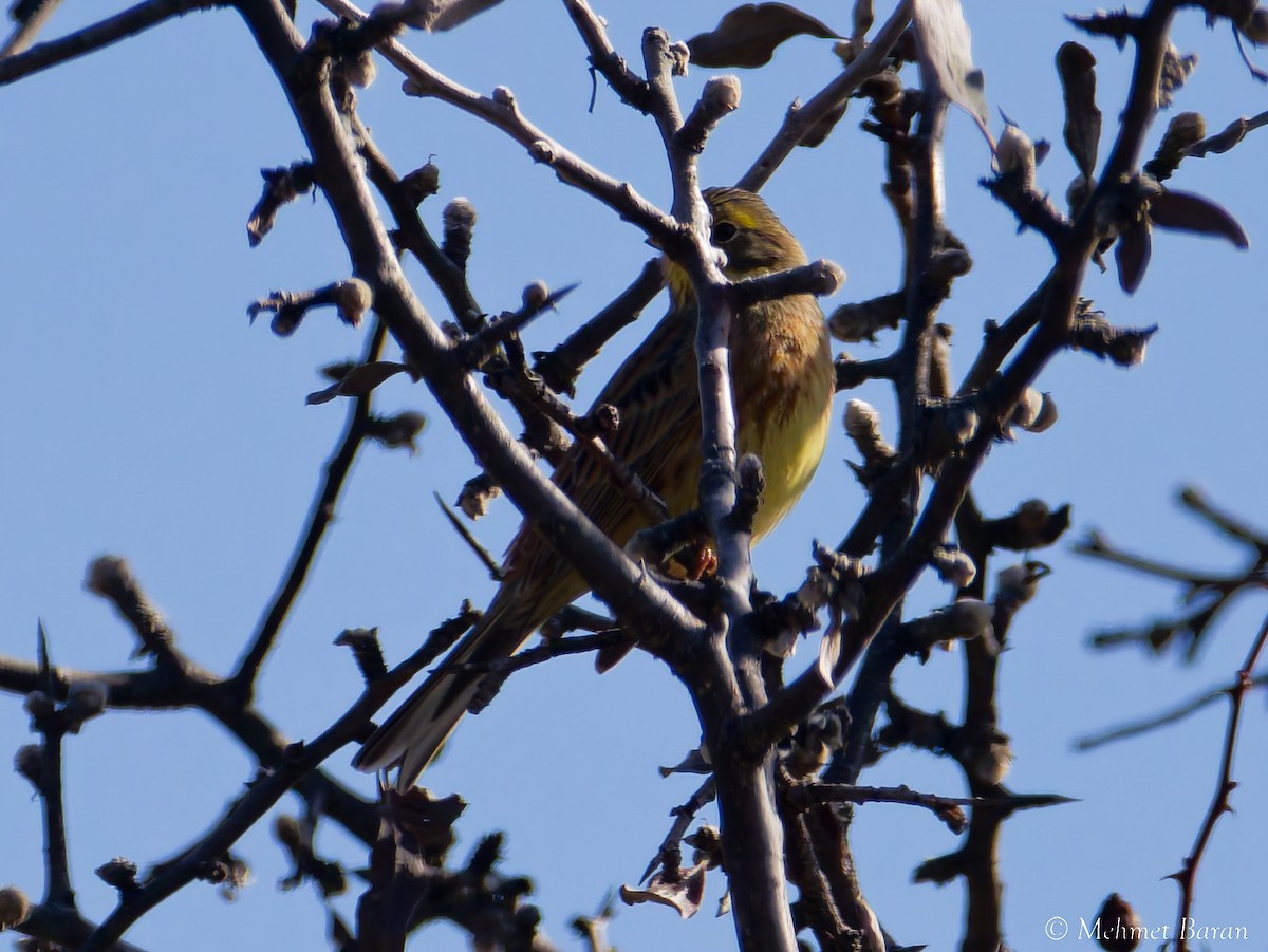 Yellowhammer - ML645504177