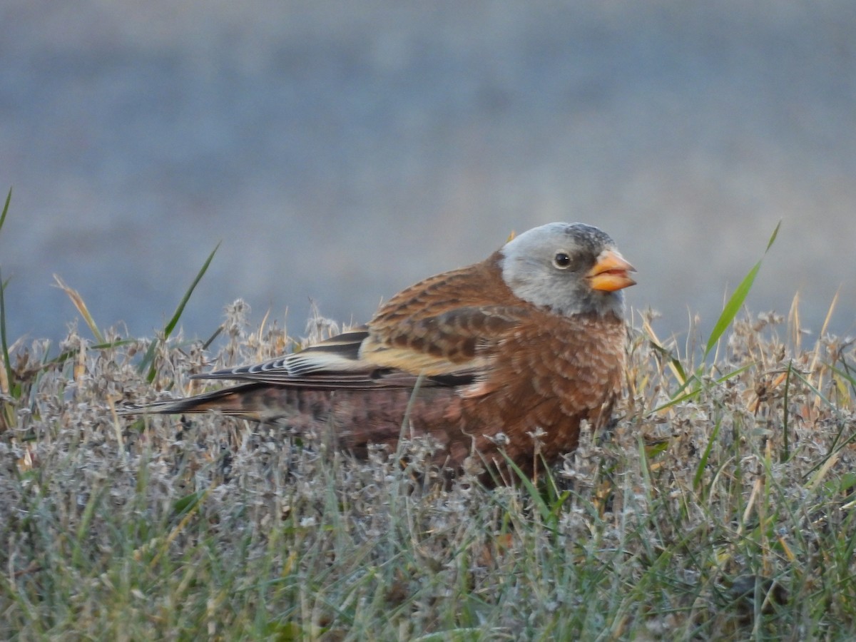 Gray-crowned Rosy-Finch (Hepburn's) - ML645504178