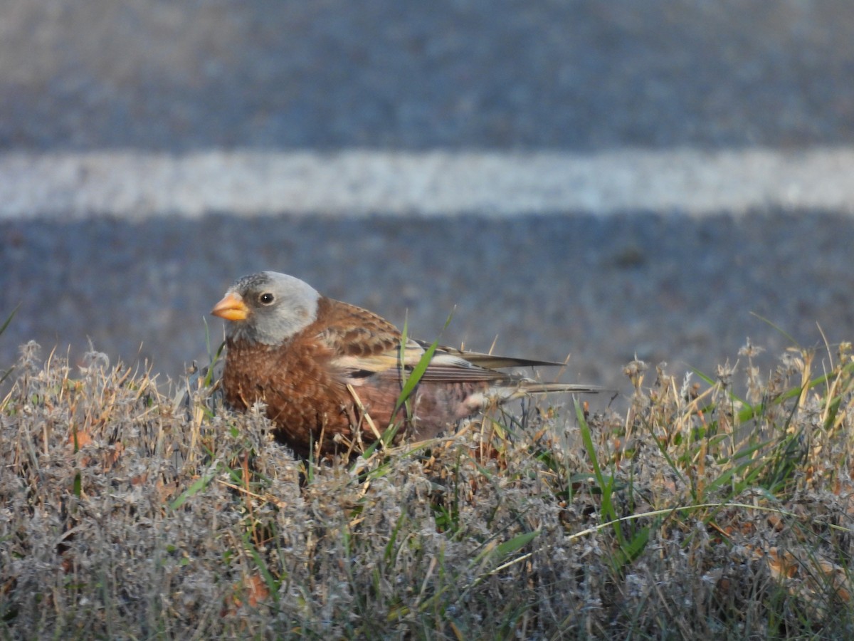 Gray-crowned Rosy-Finch (Hepburn's) - ML645504179