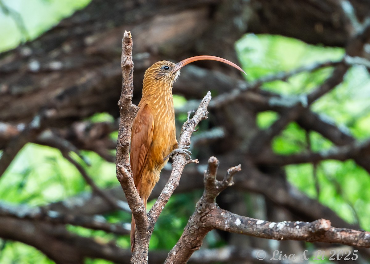 Red-billed Scythebill - ML645504180