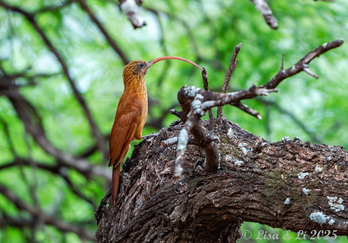 Red-billed Scythebill - ML645504181