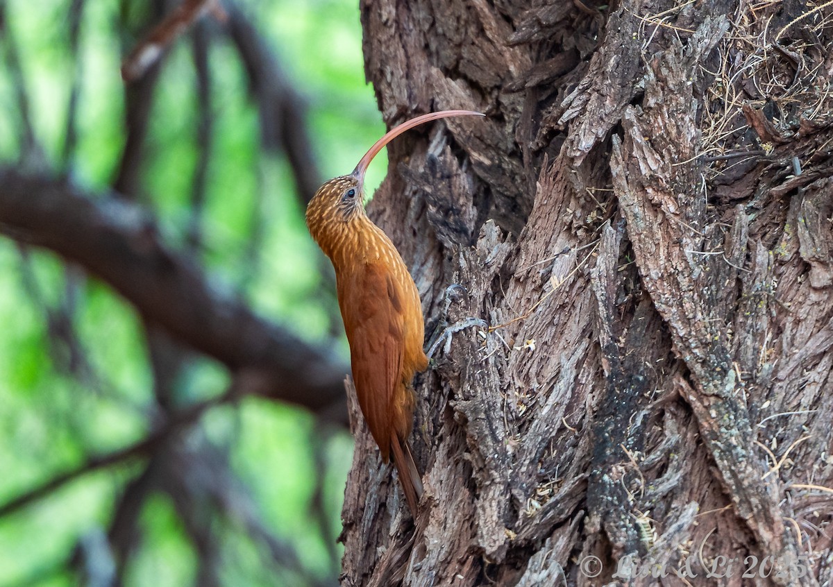 Red-billed Scythebill - ML645504182