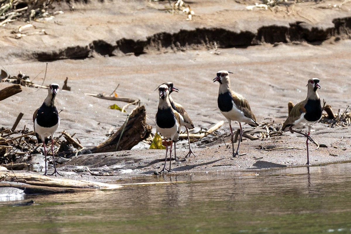 Southern Lapwing - ML645504184