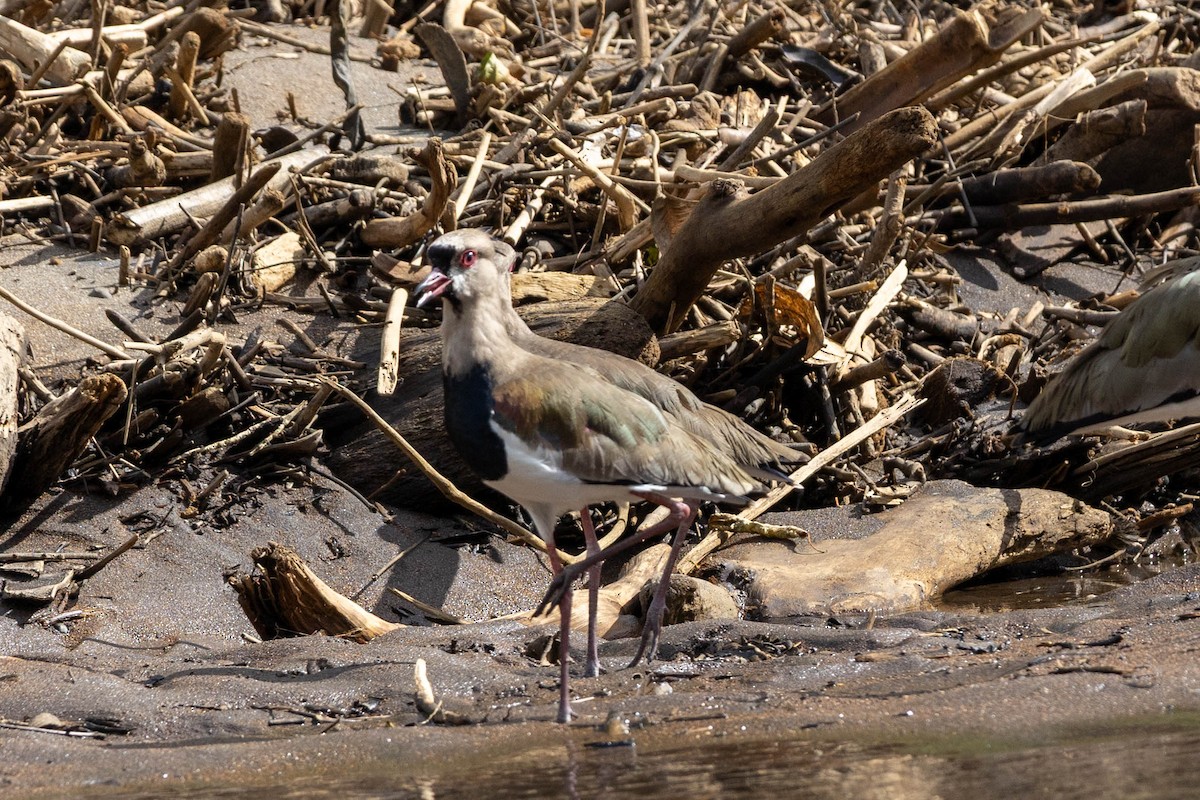 Southern Lapwing - ML645504186