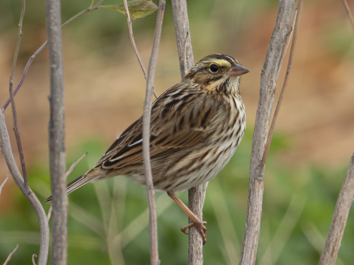 Savannah Sparrow - ML645504188