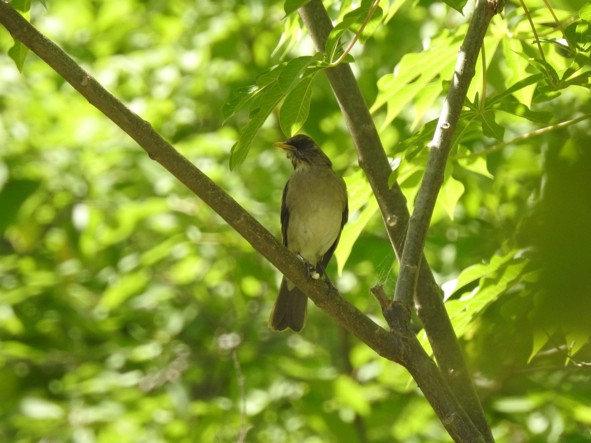 Creamy-bellied Thrush - ML645504189