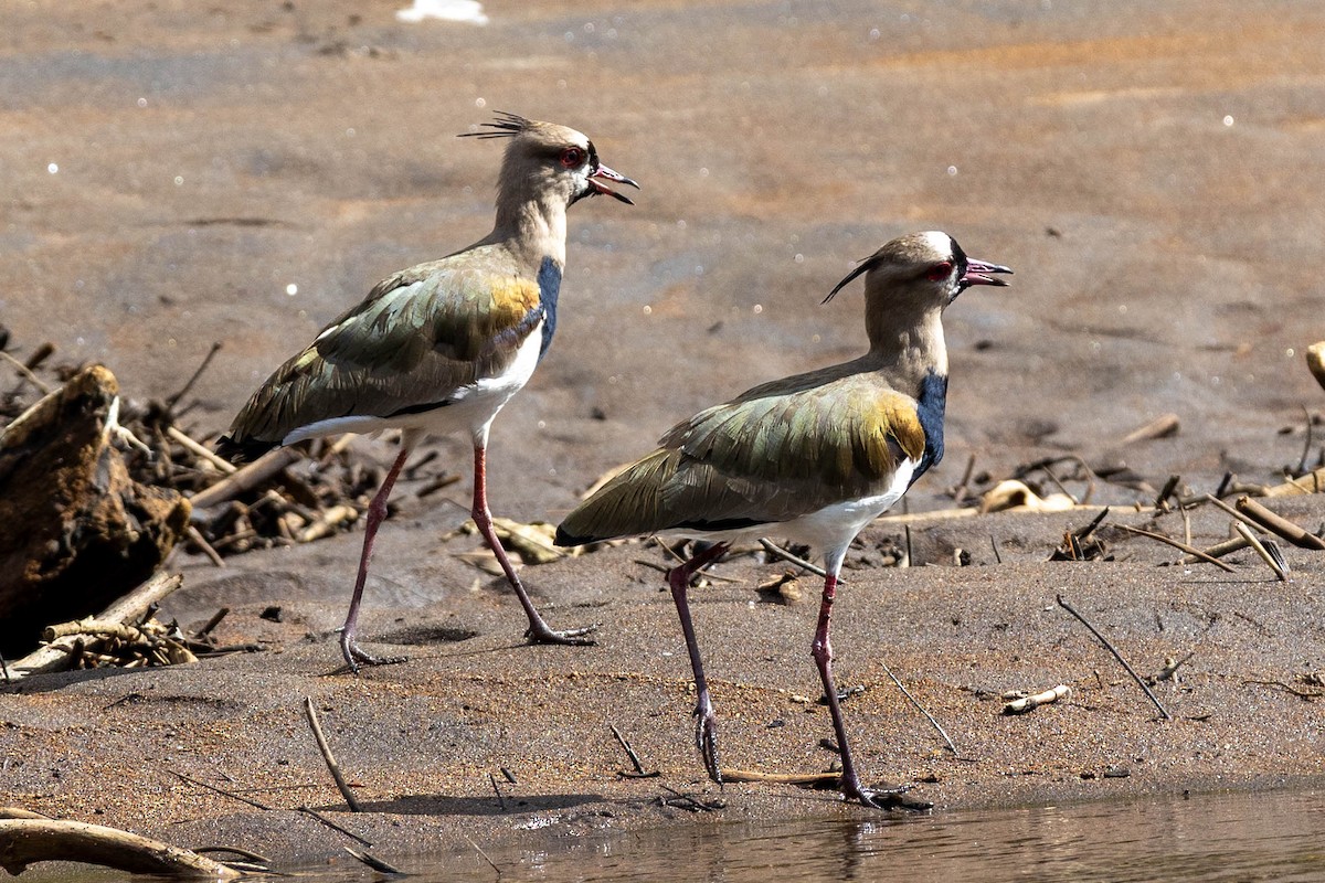 Southern Lapwing - ML645504190