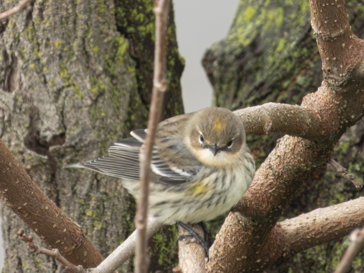 Yellow-rumped Warbler - ML645504191