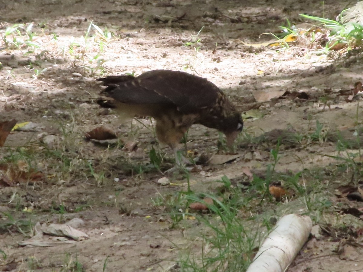 Yellow-headed Caracara - ML645504192