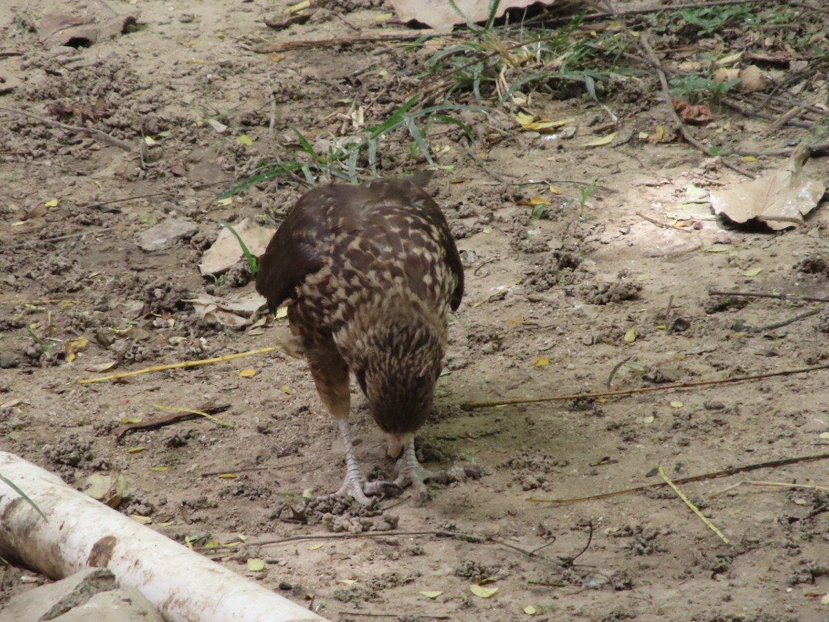Yellow-headed Caracara - ML645504193